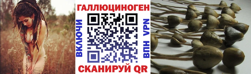 Галлюциногенные грибы Cubensis как найти Константиновск